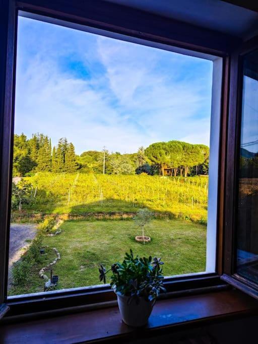 La Casa Nella Vigna Colline Del Vino Διαμέρισμα Capannori Εξωτερικό φωτογραφία