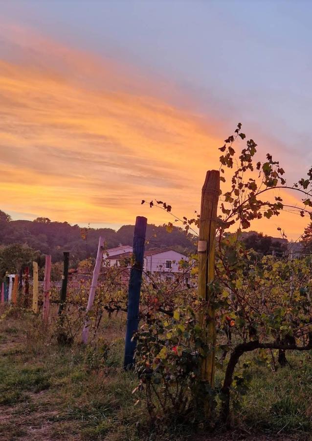 La Casa Nella Vigna Colline Del Vino Διαμέρισμα Capannori Εξωτερικό φωτογραφία