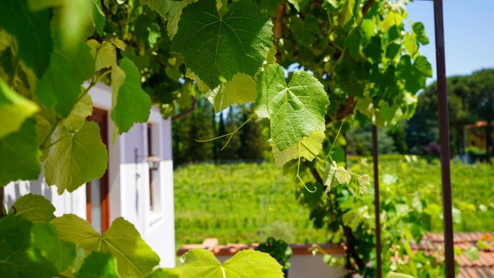 La Casa Nella Vigna Colline Del Vino Διαμέρισμα Capannori Εξωτερικό φωτογραφία