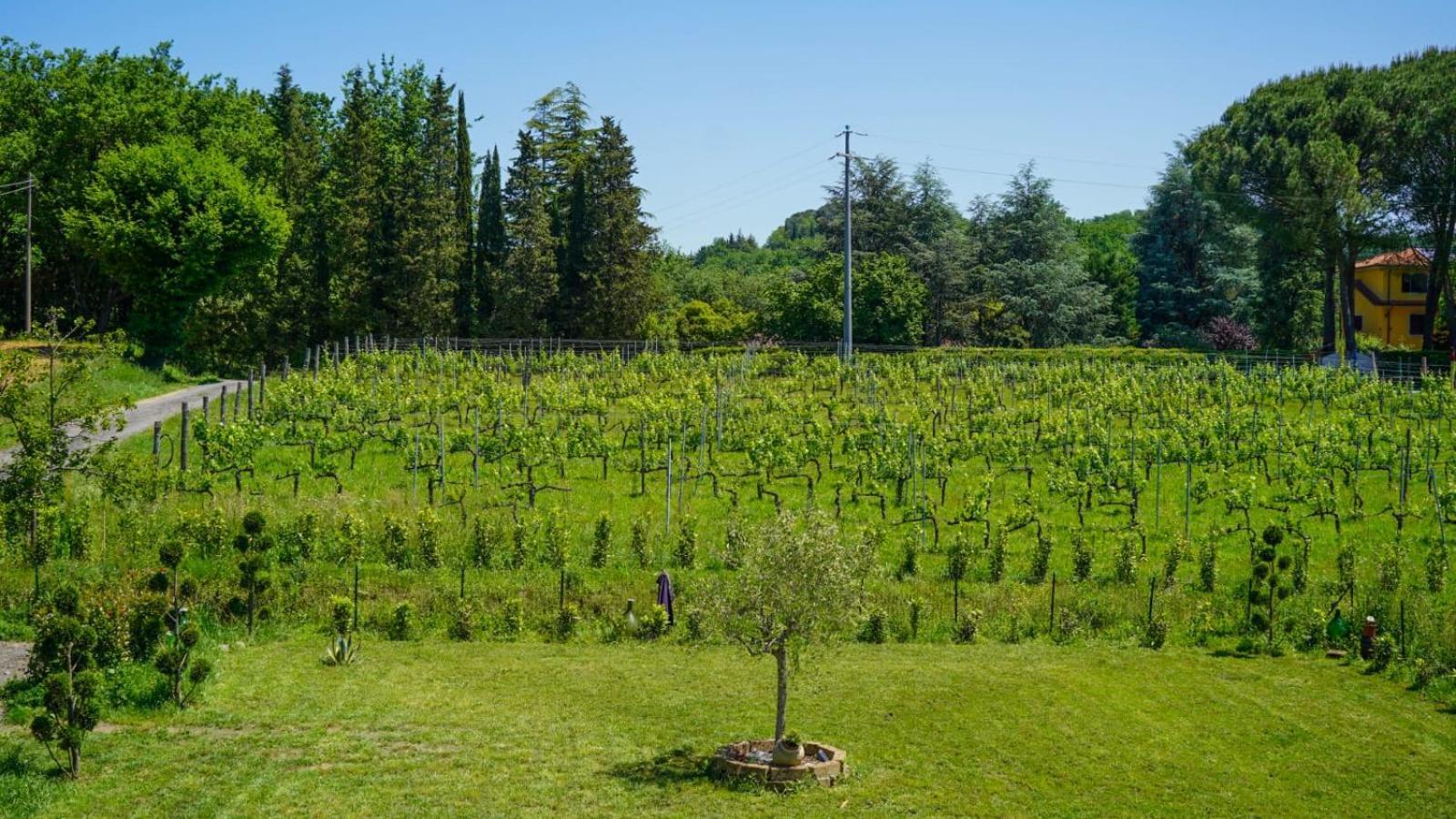 La Casa Nella Vigna Colline Del Vino Διαμέρισμα Capannori Εξωτερικό φωτογραφία